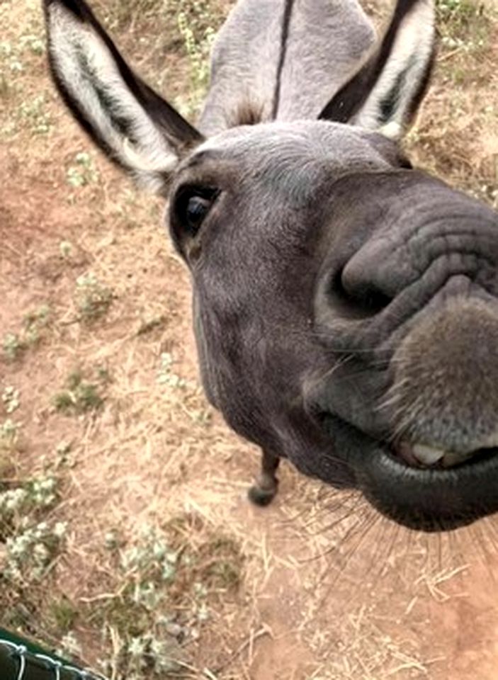 Spacious Cottage Rental for Group Getaway on Ranch near Dallas, Texas