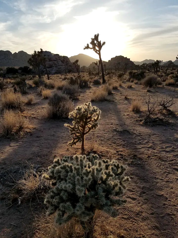 The Joshua Tree Desert Duo in California
