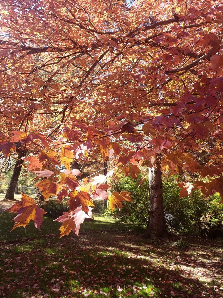 Romantic Tipi Accommodation with Fire Pit Ideal for Camping in Waupaca, WI