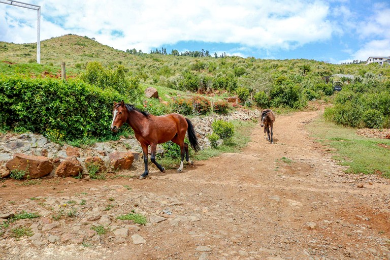 Cottages (Naivasha, Nakuru, Kenya)