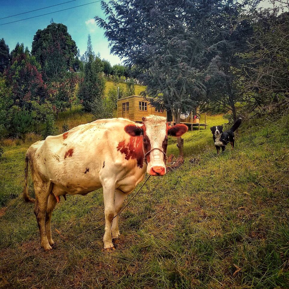 Charming Colombia Vacation Getaway in the Countryside