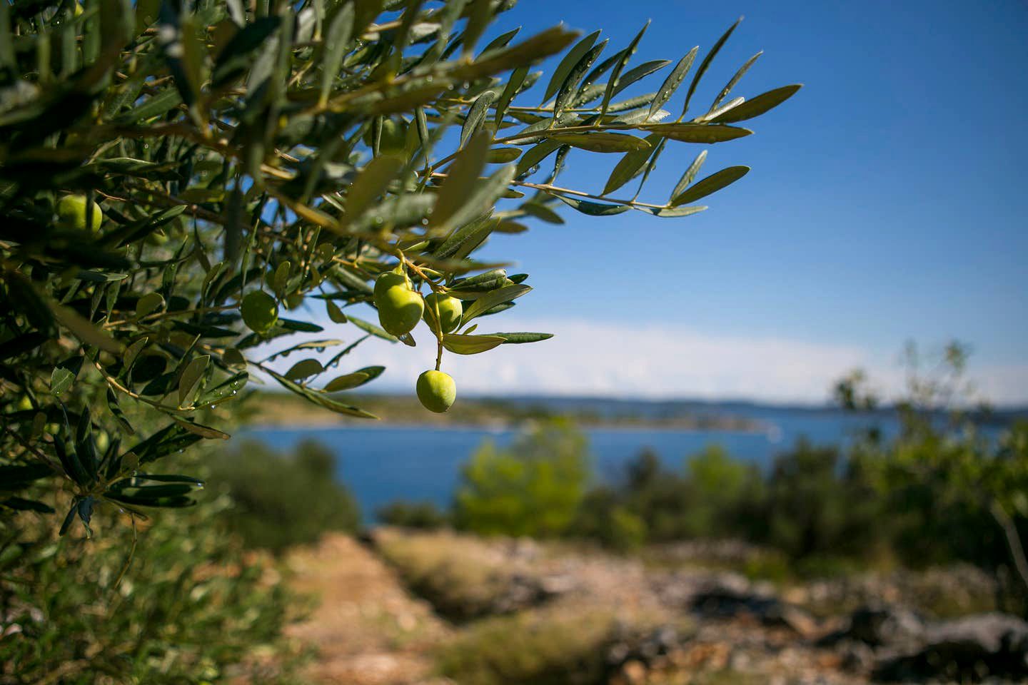 Picturesque Island Retreat with a Fabulous Restaurant Ideal for Glamping in Croatia