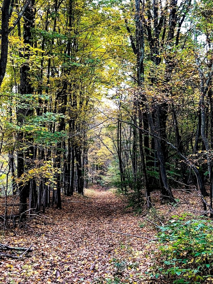Peaceful Country Retreat with Private Trails, Sauna & Stargazing in Bloomville, New York