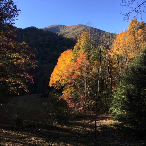 Tree Houses (Canton, North Carolina, United States of America)