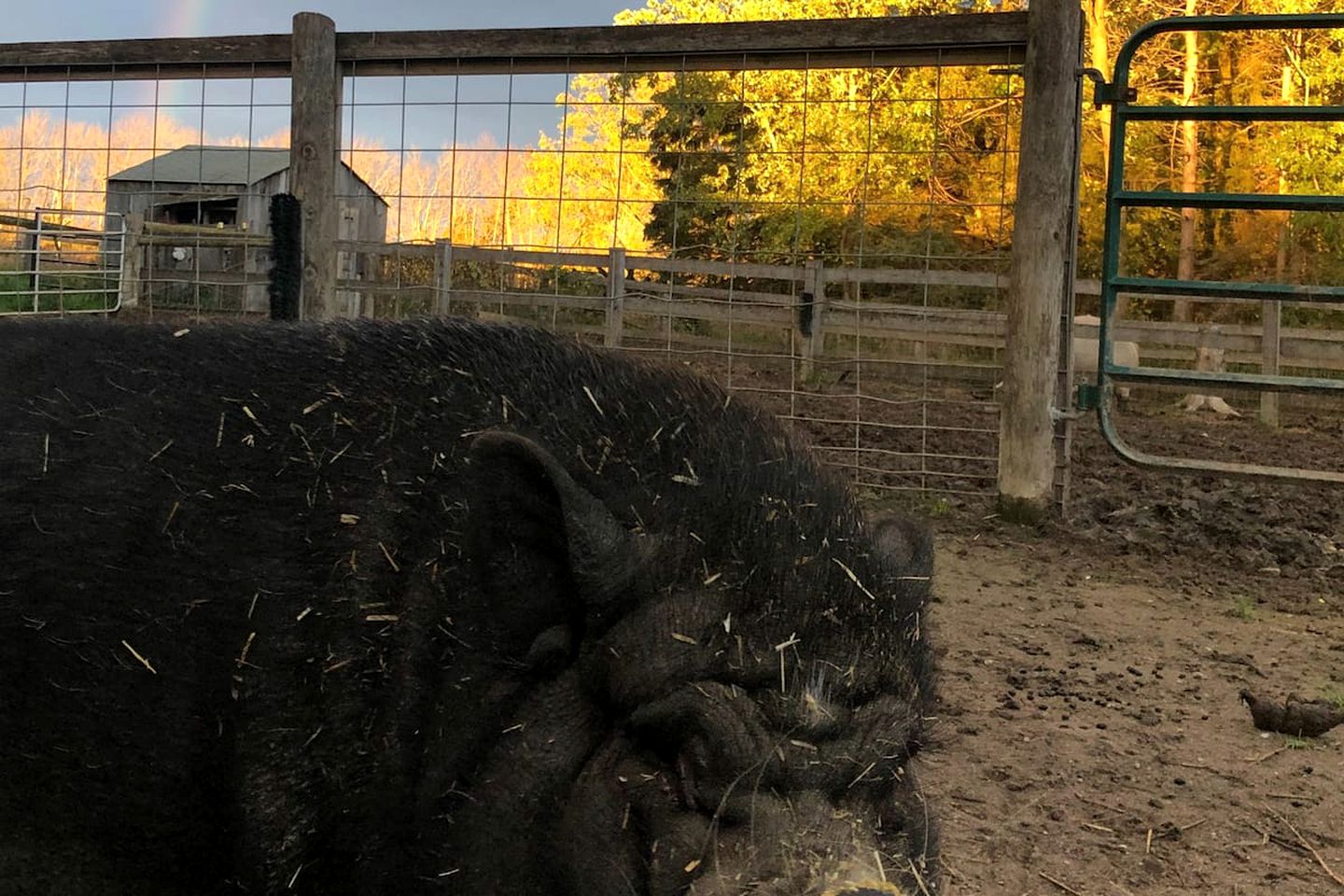 Pig-turesque Glamping Rental on an Animal Sanctuary for Ontario Getaway