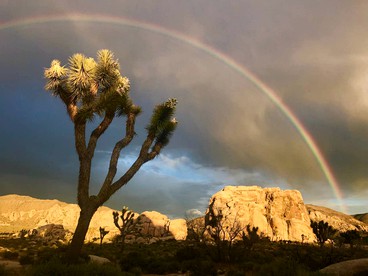 Magical and Secluded Cabin Rental near Yucca Valley for Weekend Getaways from Los Angeles photo 5