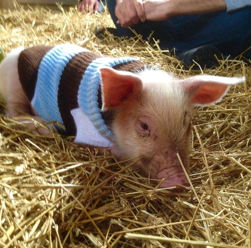 Pig-turesque Glamping Rental on an Animal Sanctuary for Ontario Getaway