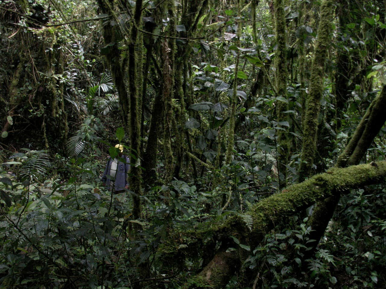 Secluded Cabin Rental Nestled in the Heart of the Forest of Cerro Punta, Panama