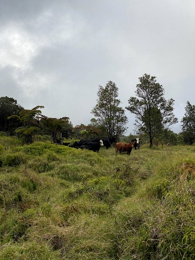 Safari Tents (Volcano, Hawaii, United States of America)