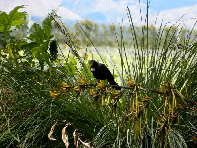 Pods (Renwick, South Island, New Zealand)