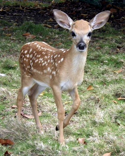Cabins (Durango, Colorado, United States)
