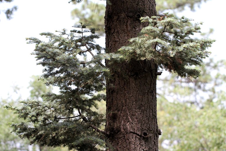 Cabins (Idyllwild, California, United States)