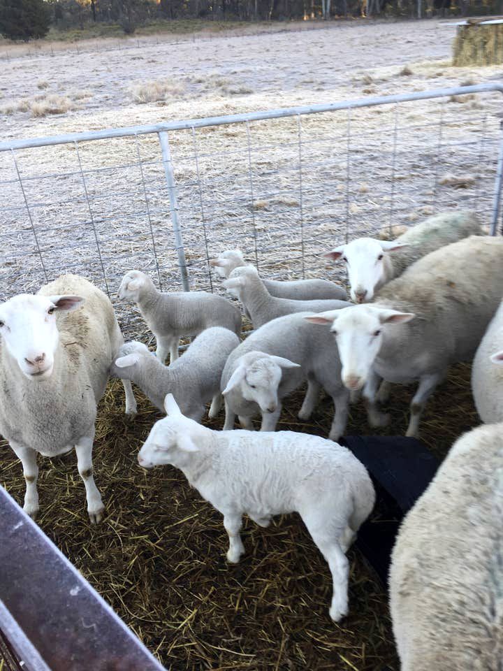 Charming Coonabarabran Cottage Ideal for a Getaway in New South Wales