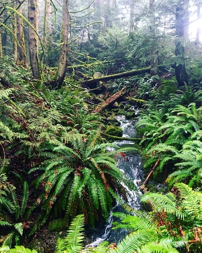 Tree Houses (Vancouver Island, British Columbia, Canada)