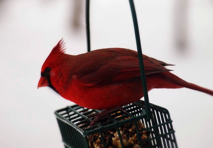 Nature Lodges (Canandaigua, New York, United States)