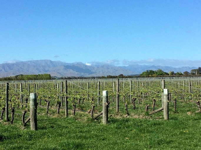 Pods (Renwick, South Island, New Zealand)