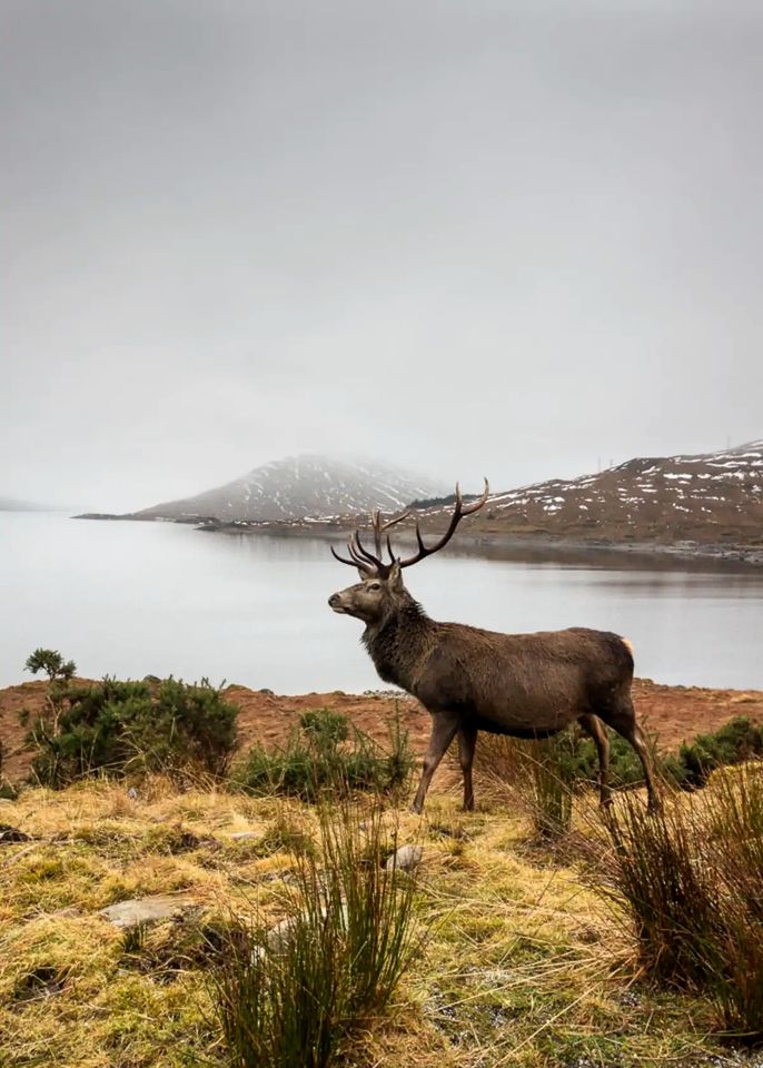 Rustic Highland Cabin Rental for Glamping in Scotland