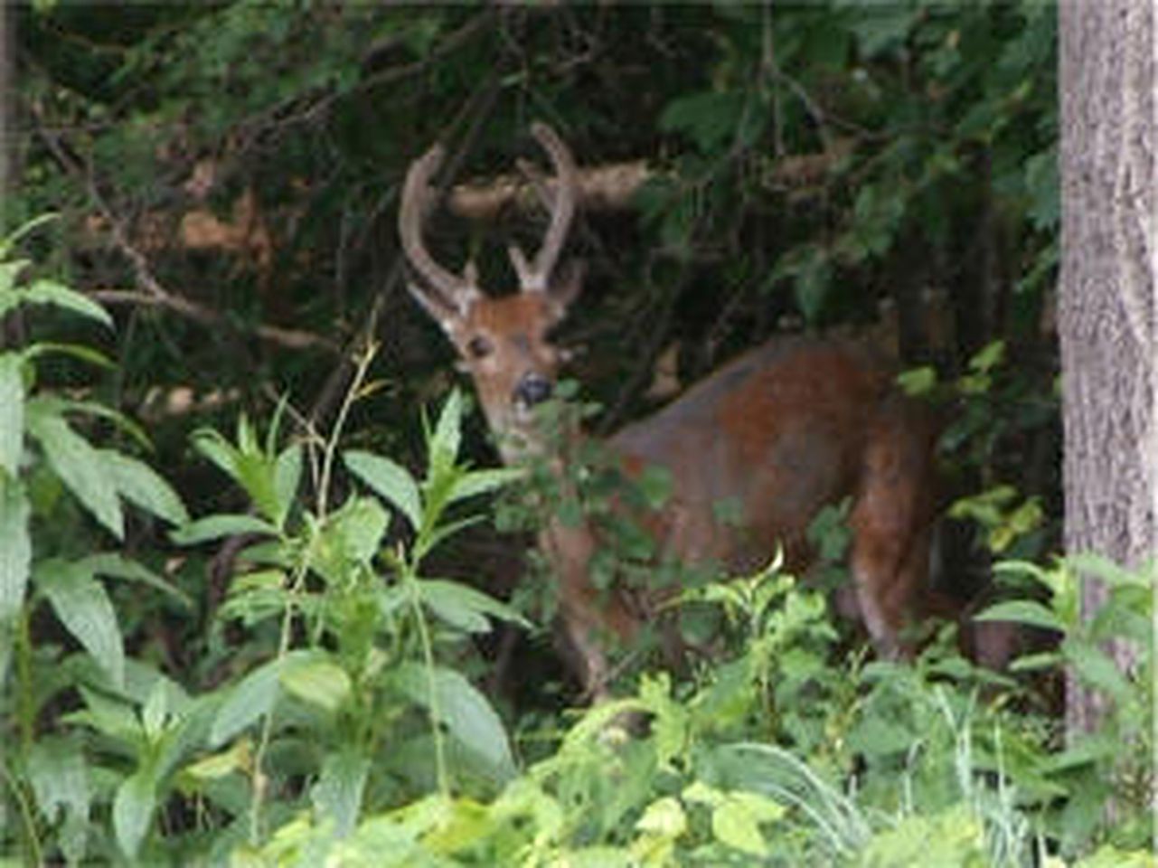 Traditional 1920's Cottage for a Secluded Getaway in the Shenandoah Valley, Virginia