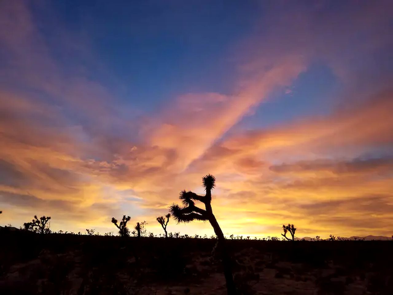 The Joshua Tree Desert Duo in California