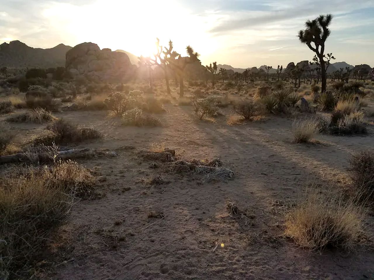 The Joshua Tree Desert Duo in California