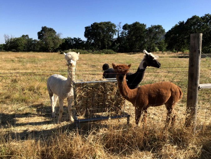 Vacation Rentals (Vacaville, California, United States)