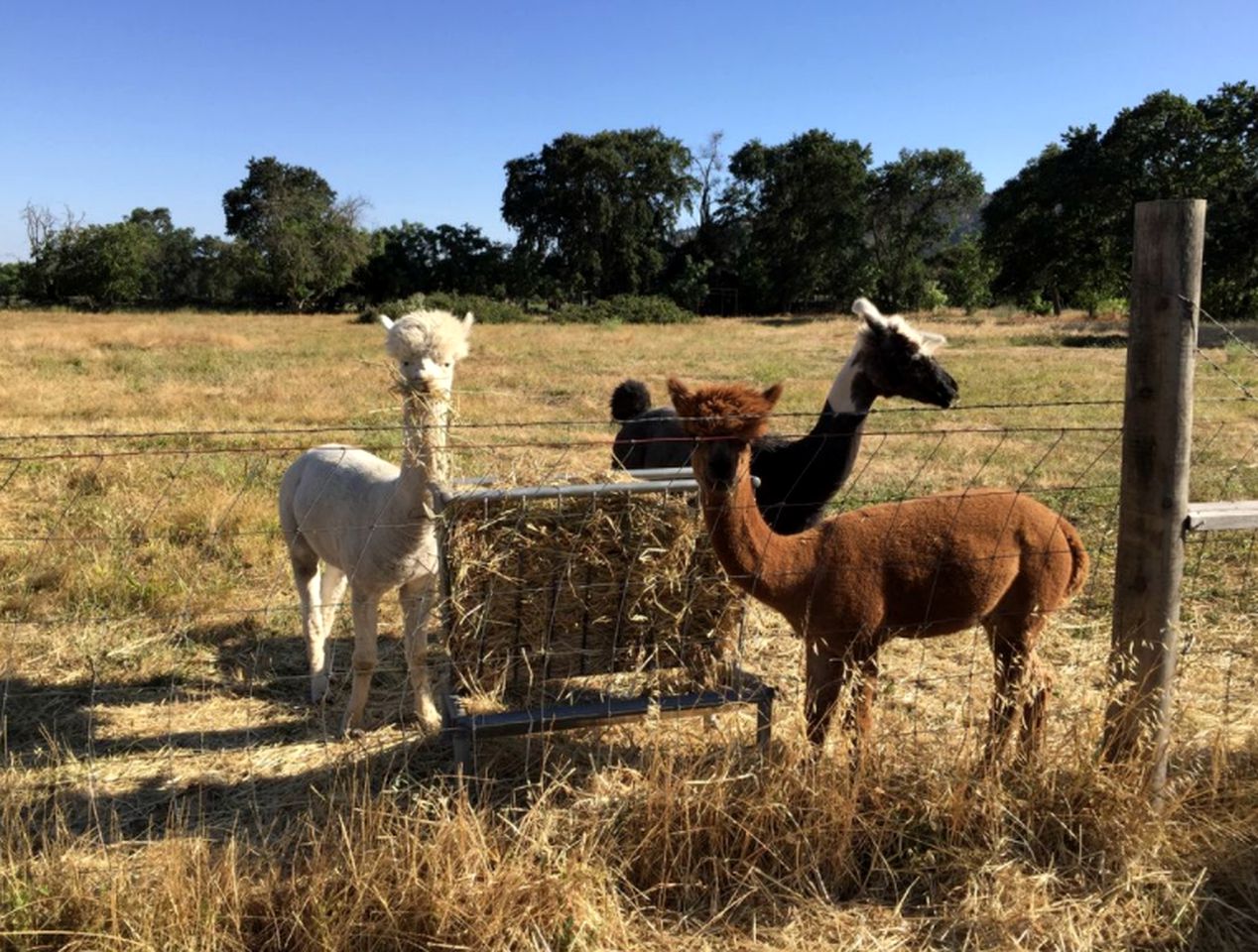 Spacious Fall Getaway with Two Separate Cottages near Napa, California
