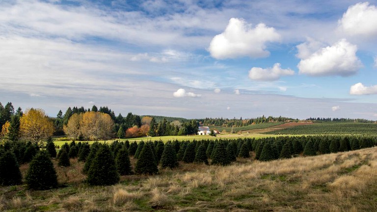 Tipis (Scotts Mills, Oregon, United States of America)