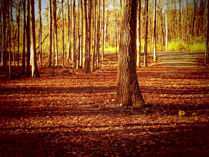 Cozy Three-Bedroom Cabin Near The Salmon River in Altmar, New York | Cabins (Altmar, New York, United States of America)