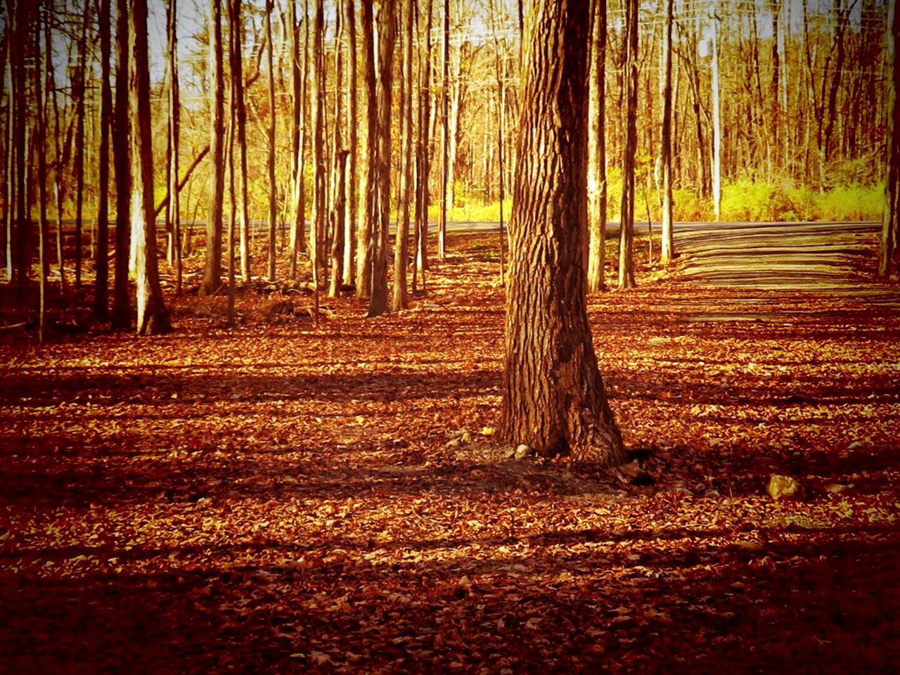 Cozy Three-Bedroom Cabin Near The Salmon River in Altmar, New York