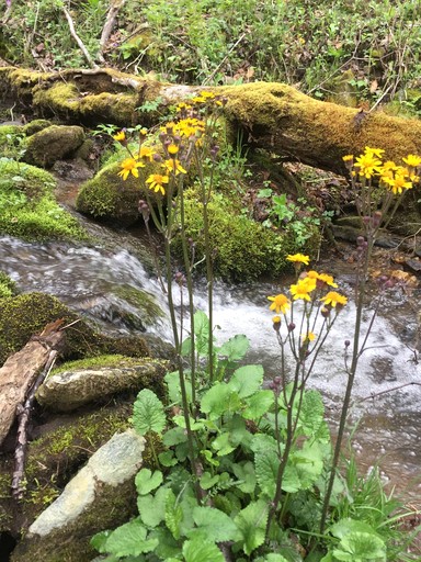 Off Grid Tiny Cabin Ideal for Couples in Burnsville, North Caroline | Cabins (Burnsville, North Carolina, United States of America)