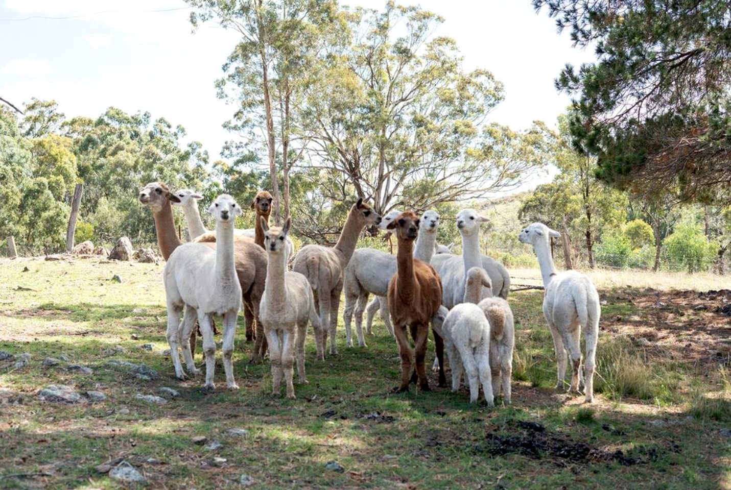 Charming Tiny Home Rental on a Working Alpaca Farm for Glamping in New South Wales