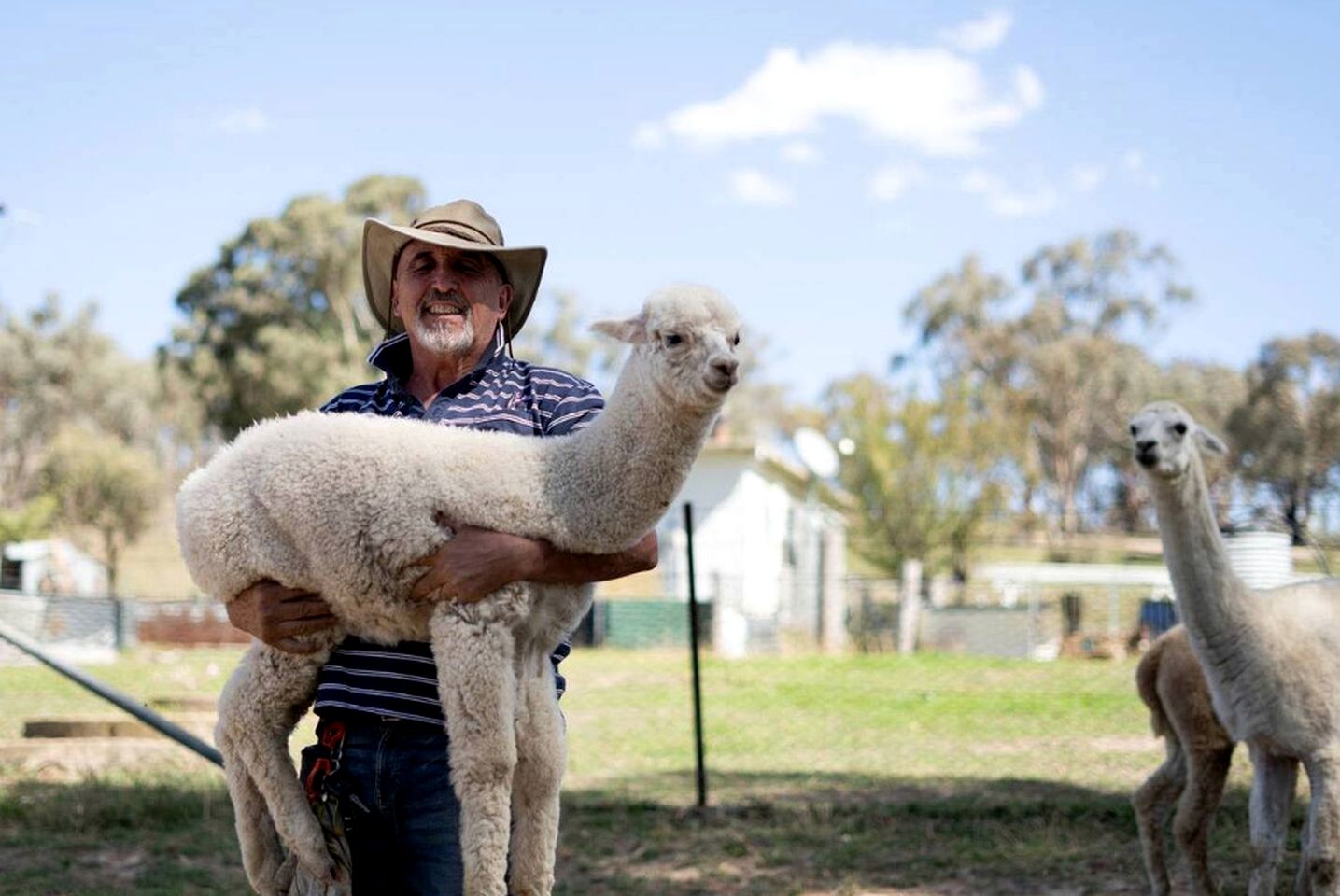 Charming Tiny Home Rental on a Working Alpaca Farm for Glamping in New South Wales
