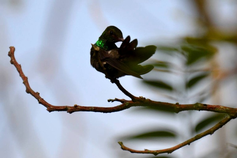 Cabins (San Ignacio, Cayo District, Belize)