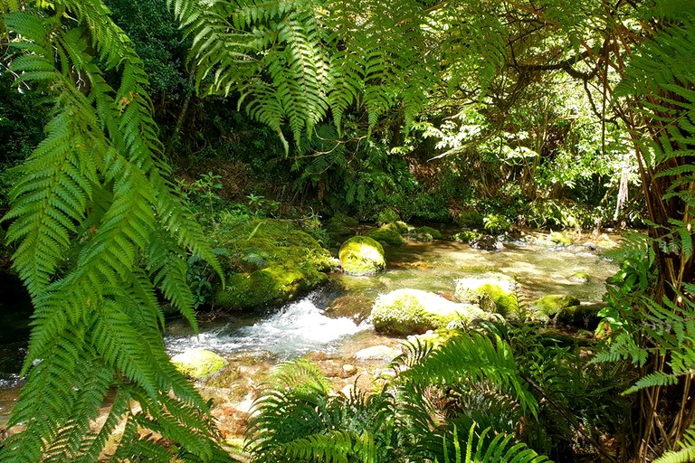 Safari Tents (Rotorua, North Island, New Zealand)