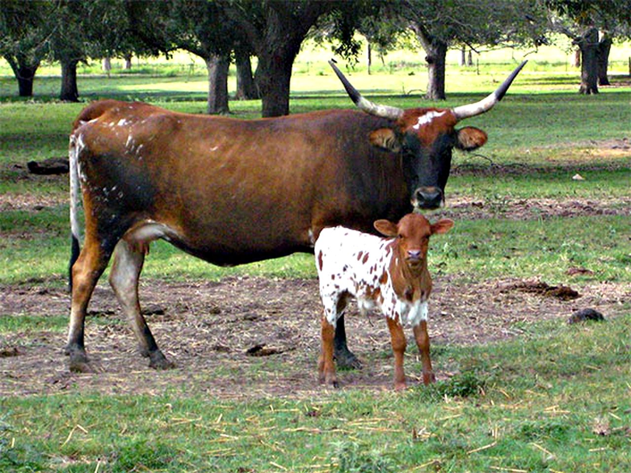 Waterfront Safari Cabin San Antonio, Texas