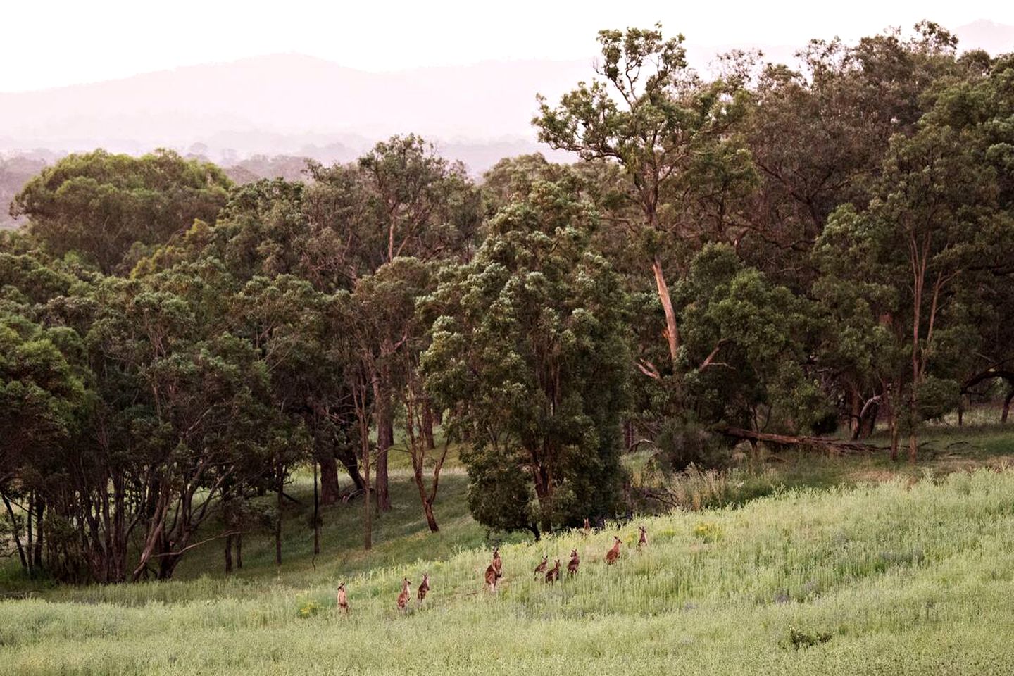 Tranquil New South Wales Getaway with Great Views