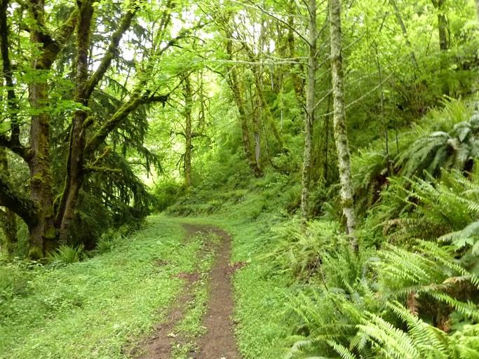 Tipis (Scotts Mills, Oregon, United States of America)