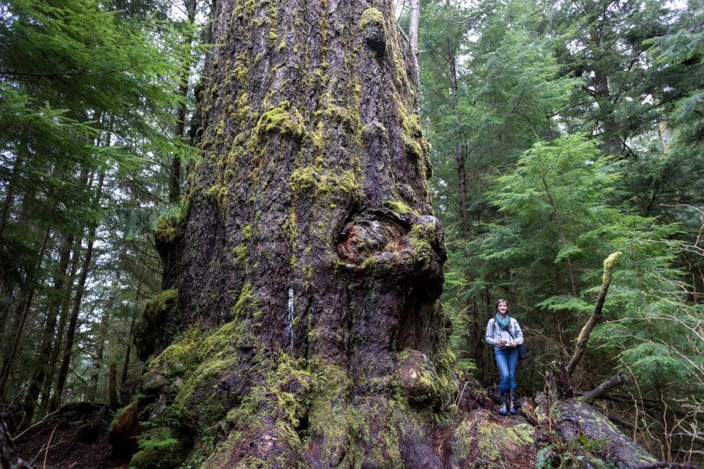 Gorgeous Cottage Close to Fantastic Hiking Trails in Port Renfrew, British Columbia