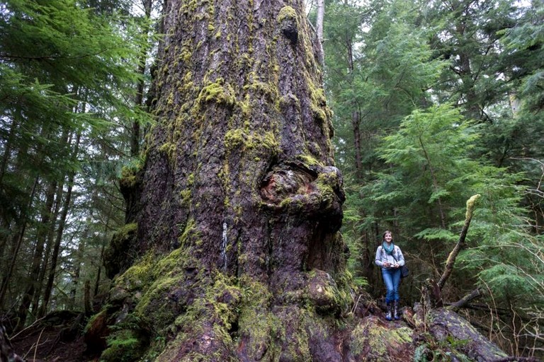 Cottage (Canada, Port Renfrew, British Columbia)