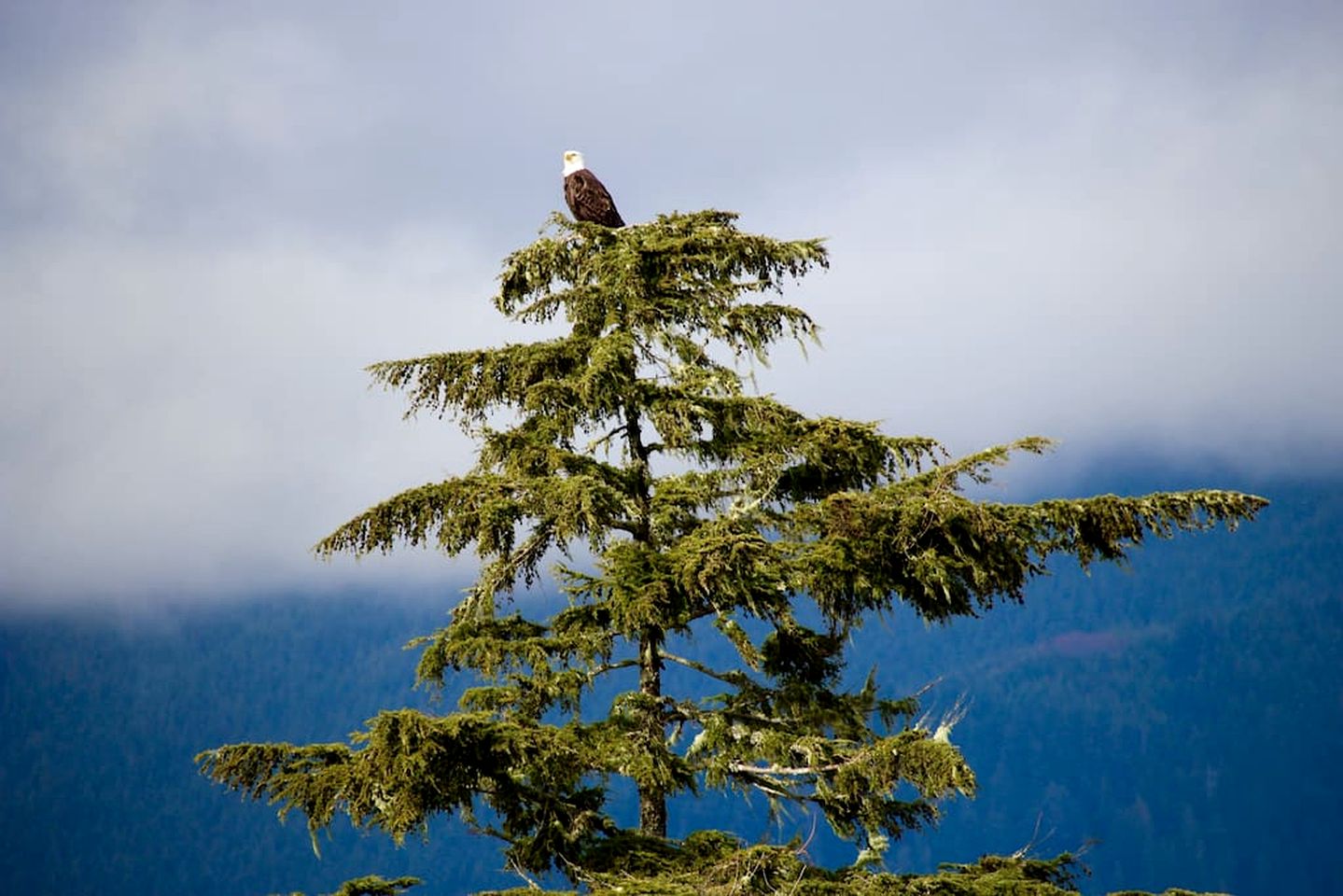 Impressive Cottage with Stunning Forest Vistas in Port Renfrew, British Columbia
