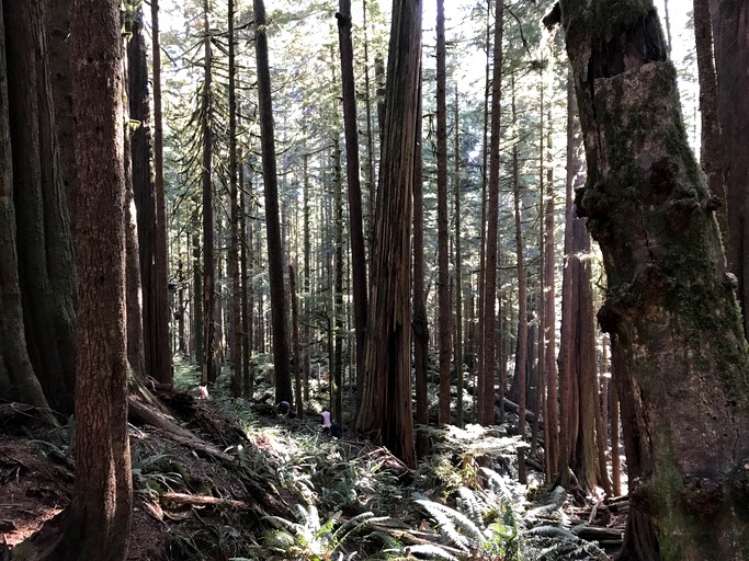Vacation Rentals (Canada, Port Renfrew, British Columbia)