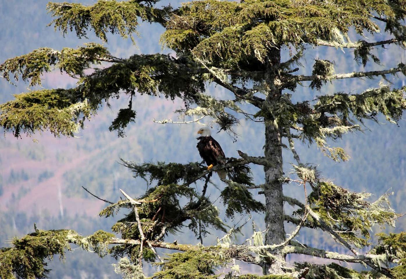 Pet-Friendly Lower Unit Suite with Ideal Mountain Views in British Columbia