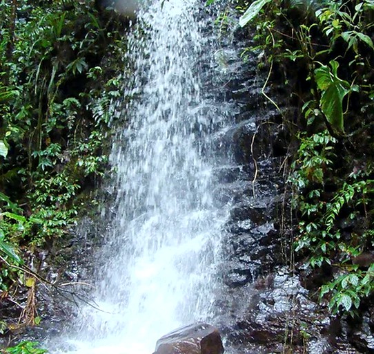 Unique Jungle Lodge for a Vacation in Ecuador | Cottages (Quito, Pichincha, Ecuador)