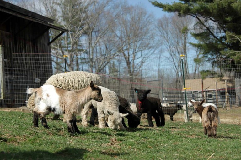 Barns (Willington, Connecticut, United States of America)