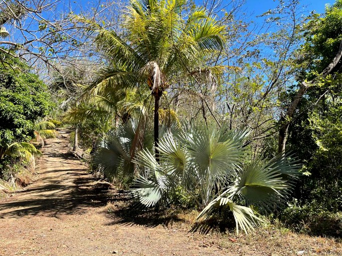 Domes (Samara, Guanacaste, Costa Rica)