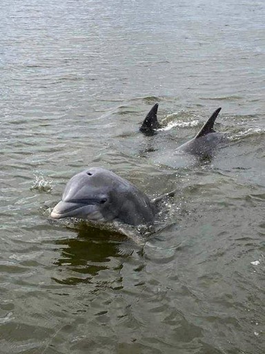 The Unforgettable La Sirata and Casita Together | Cottages (Midway, Georgia, United States of America)