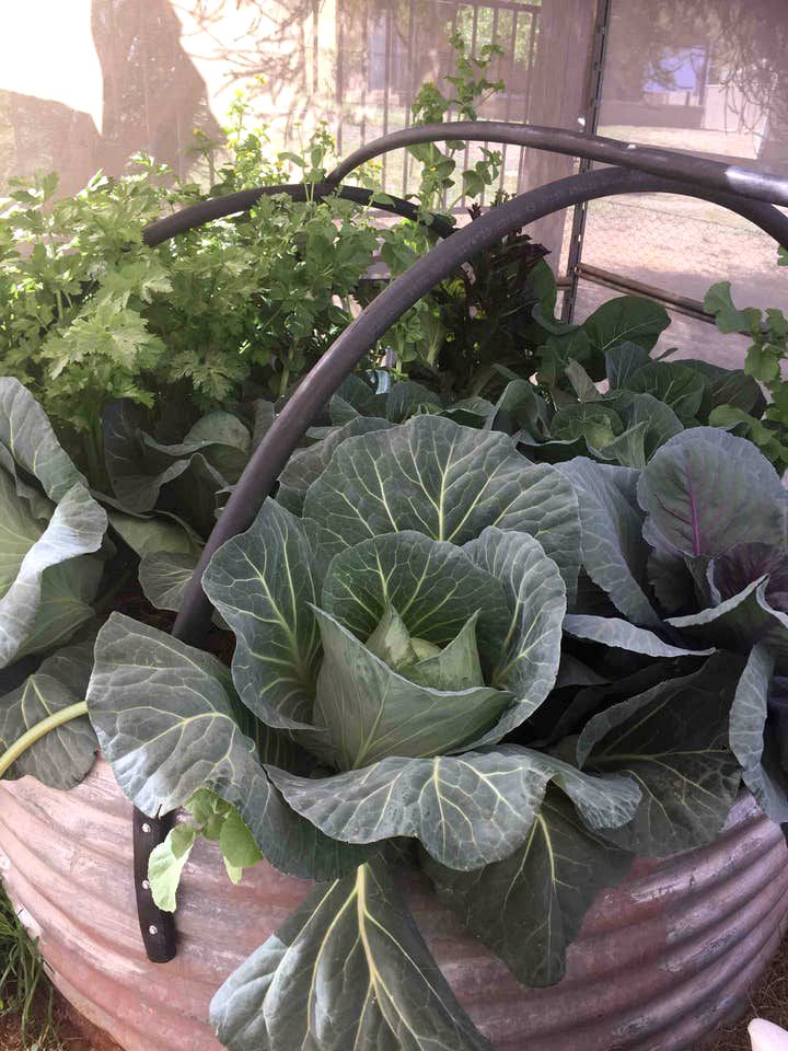 Charming Coonabarabran Cottage Ideal for a Getaway in New South Wales