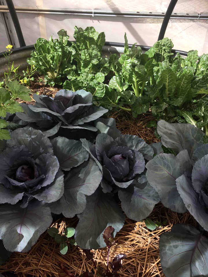 Charming Coonabarabran Cottage Ideal for a Getaway in New South Wales