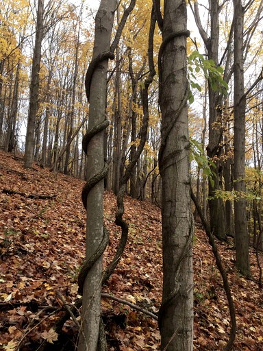 Tree Houses (Cortland, New York, United States)