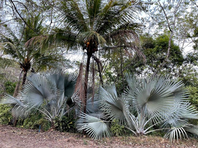 Domes (Samara, Guanacaste, Costa Rica)